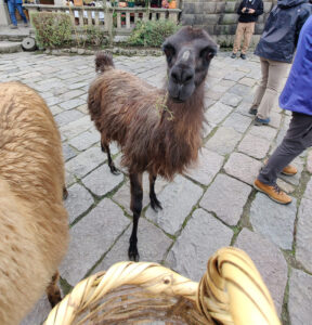 Lamas füttern