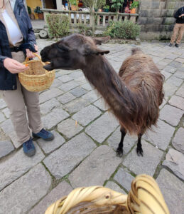 Lamas füttern