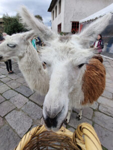 Lamas füttern
