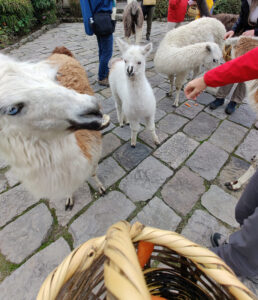Lamas füttern