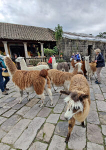 Lamas füttern