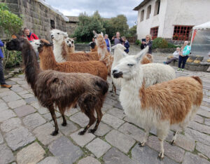 Lamas füttern