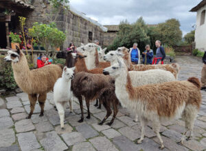 Lamas füttern