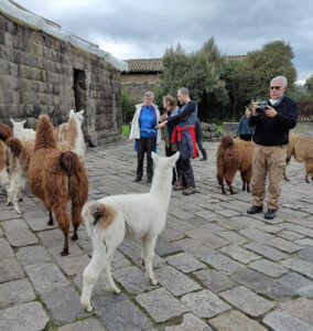 Lamas füttern