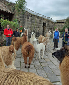 Lamas füttern