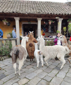 Lamas füttern