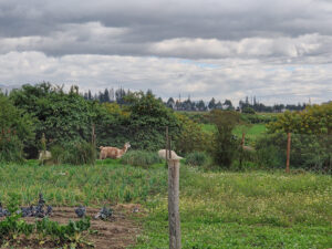 Lamas