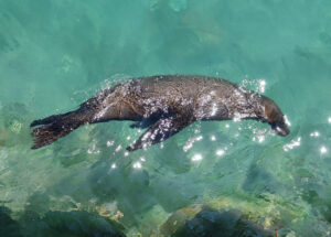 Seelöwe