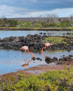 Flamingos