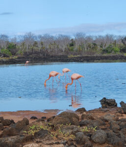 Flamingos