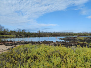 Brackwasserbucht