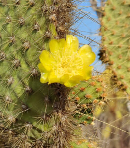 Kaktusblüte