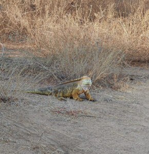 Landleguan