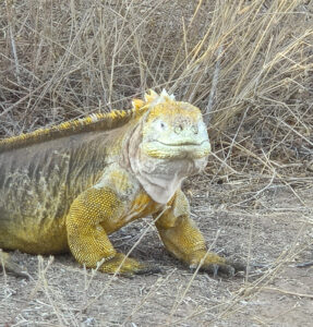 Landleguan