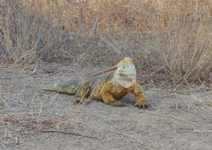 Landleguan