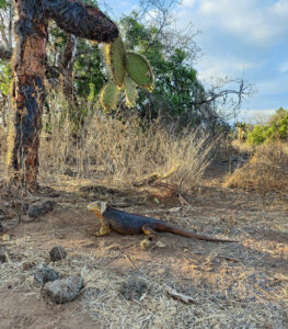 Landleguan