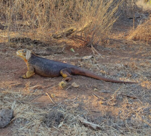 Landleguan