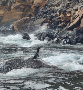 Galapagos Pinguin