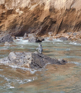 Galapagos Pinguin