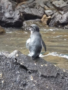 Galapagos Pinguin