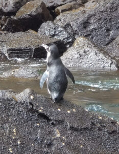 Galapagos Pinguin