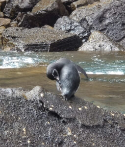 Galapagos Pinguin