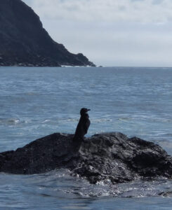 Galapagos Pinguin