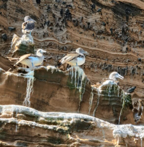 Blaufußtölpel