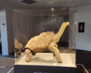 Lonesome George