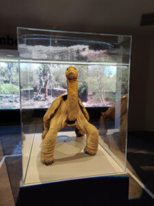 Lonesome George