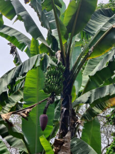 El Trapiche Écologico