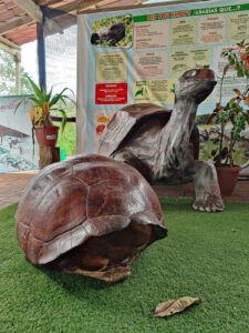 Galpagos Riesenschildkröten