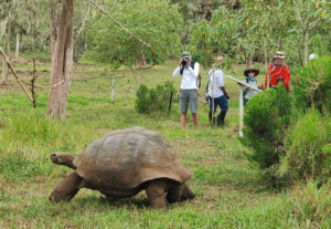 Galpagos Riesenschildkröten