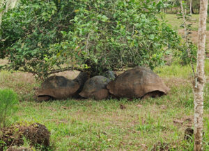 Galpagos Riesenschildkröten