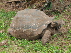 Galpagos Riesenschildkröten