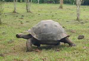 Galpagos Riesenschildkröten