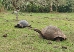 Galpagos Riesenschildkröten