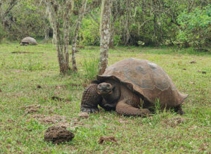 Galpagos Riesenschildkröten