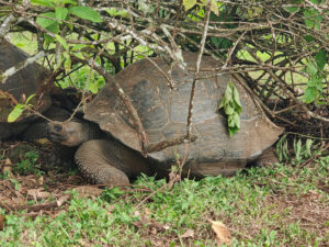 Galpagos Riesenschildkröten