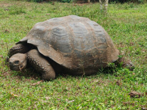 Galpagos Riesenschildkröten