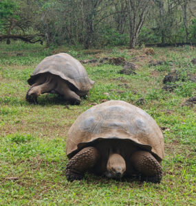 Galpagos Riesenschildkröten
