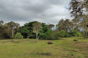 Galpagos Riesenschildkröten