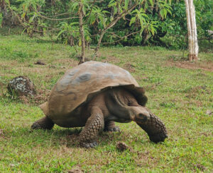 Galpagos Riesenschildkröten