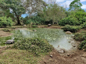 Galpagos Riesenschildkröten