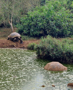 Galpagos Riesenschildkröten