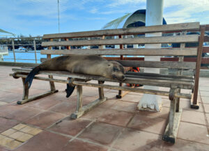 Seelöwen am Pier