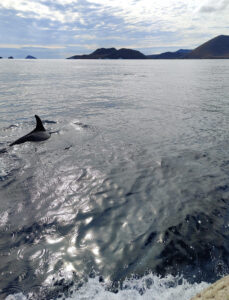 Delfine