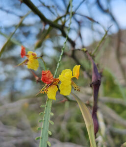 erste Blüten