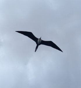 Fregattvogel