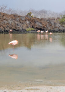 Flamingos